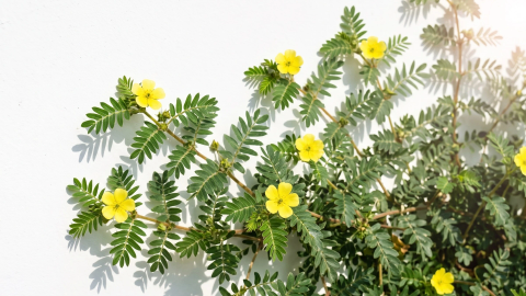 Ontdek de levenslust met Tribulus terrestris
