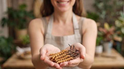 Cordyceps sinensis met een ongelooflijke levenscyclus